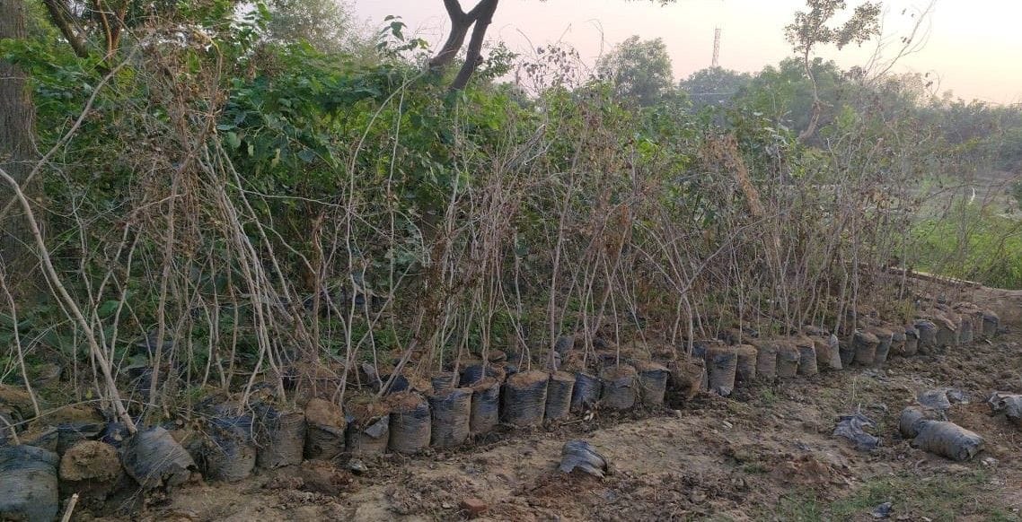 Hathras: Forest Department to save plants as winter progresses