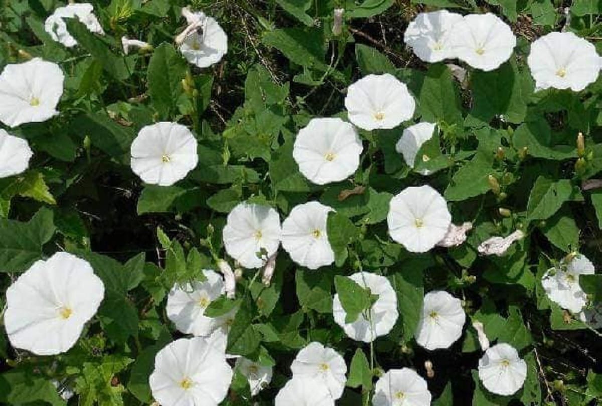 Shardiya Navratri 2022 Upay Bring These Plants To Home During Navratri For Maa Durga Blessings