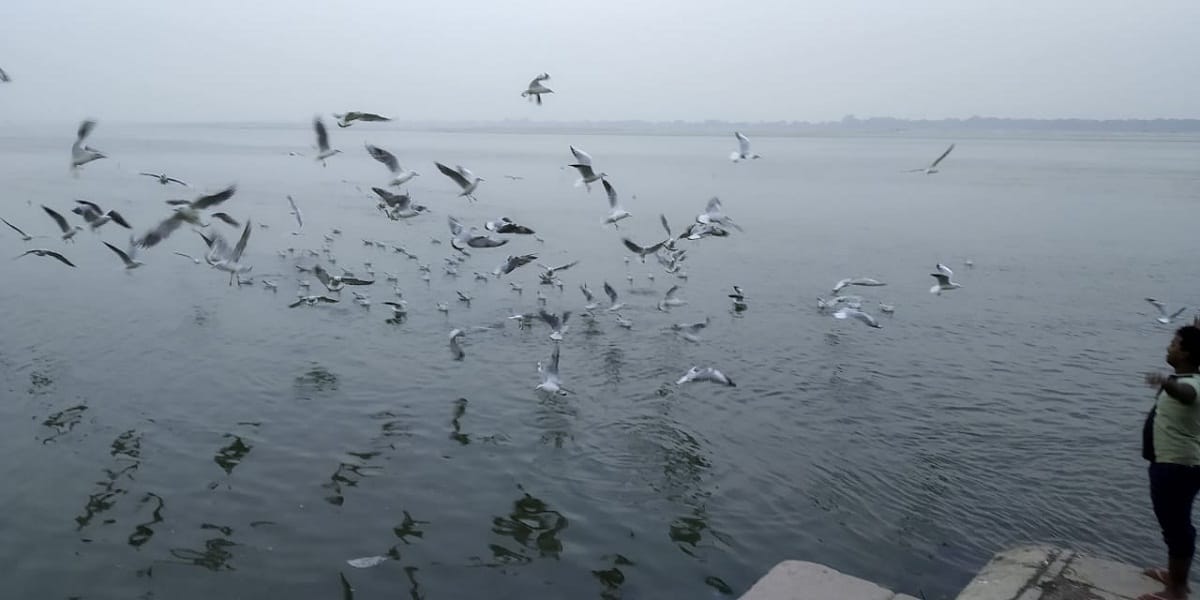 Siberian birds reach Lahuri Kashi, guest birds nest on Ganges Ghats