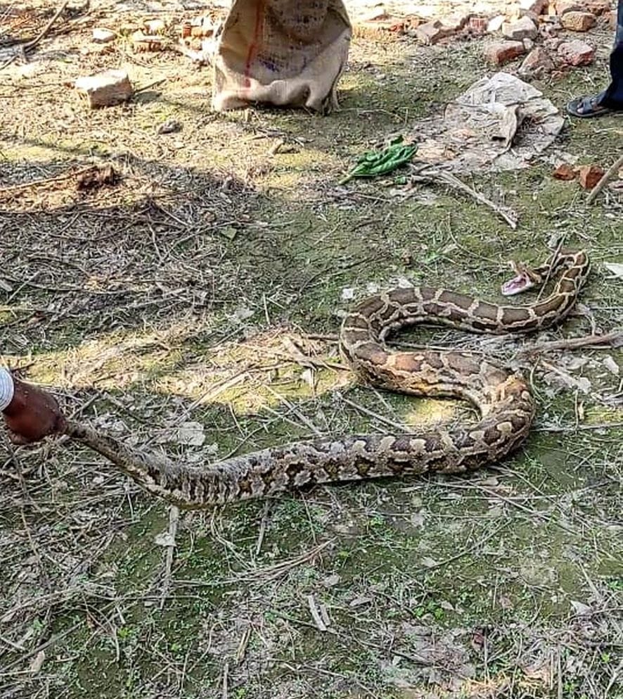 python