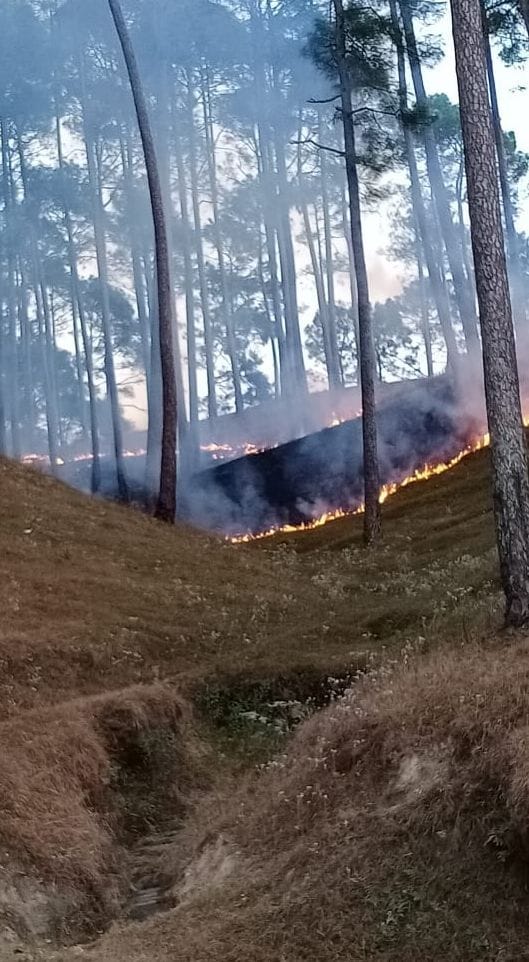 Forest Fire in Almora