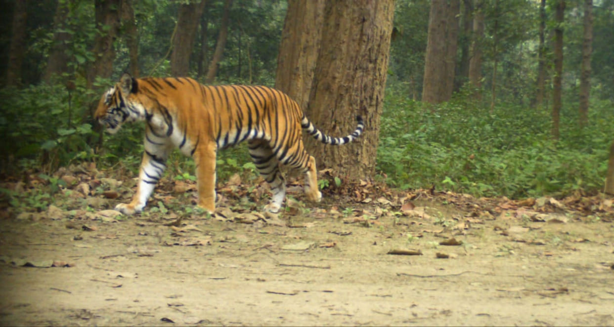Wild Animals