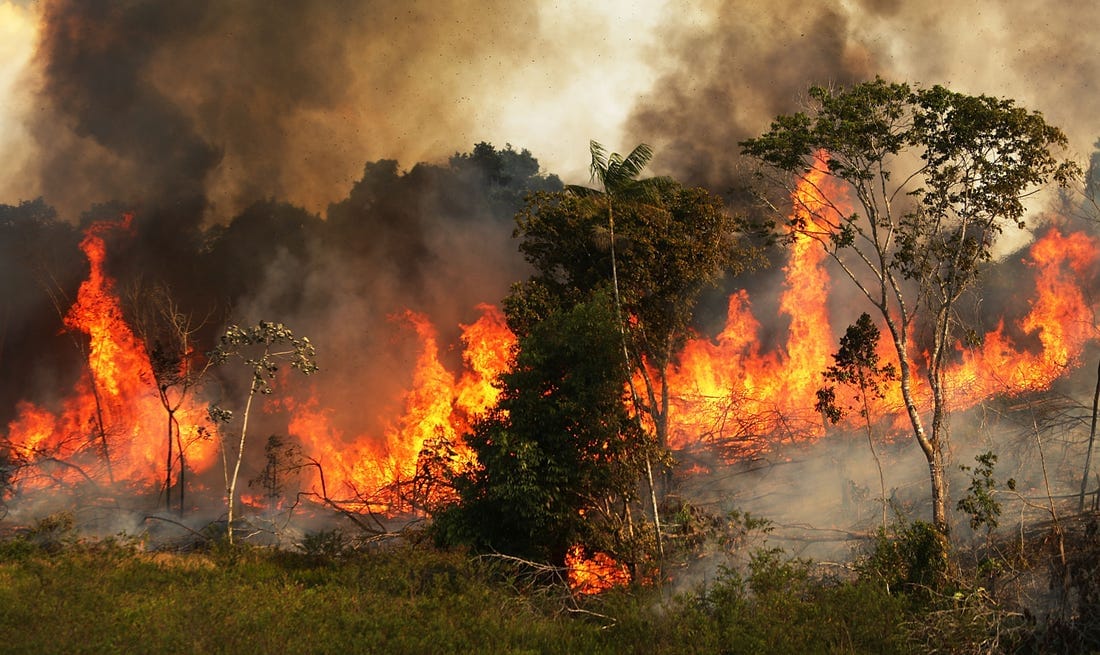 Forest Fire: moved to Vogue In southern France, Mercury 43 degree Celsius
