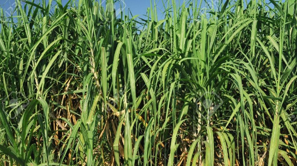Sugarcane production in fields, sugar recovery in mills fell