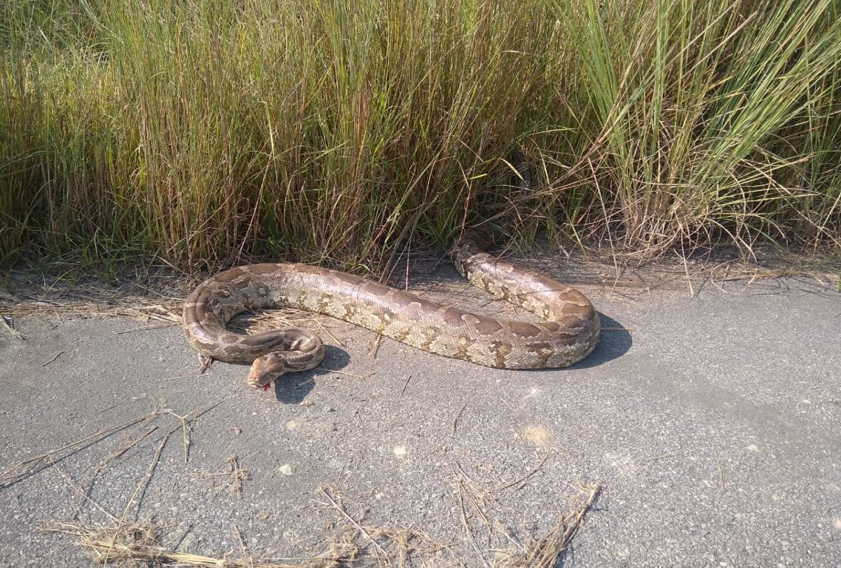 Huge Python On Road Van Vibhag Team Rescue