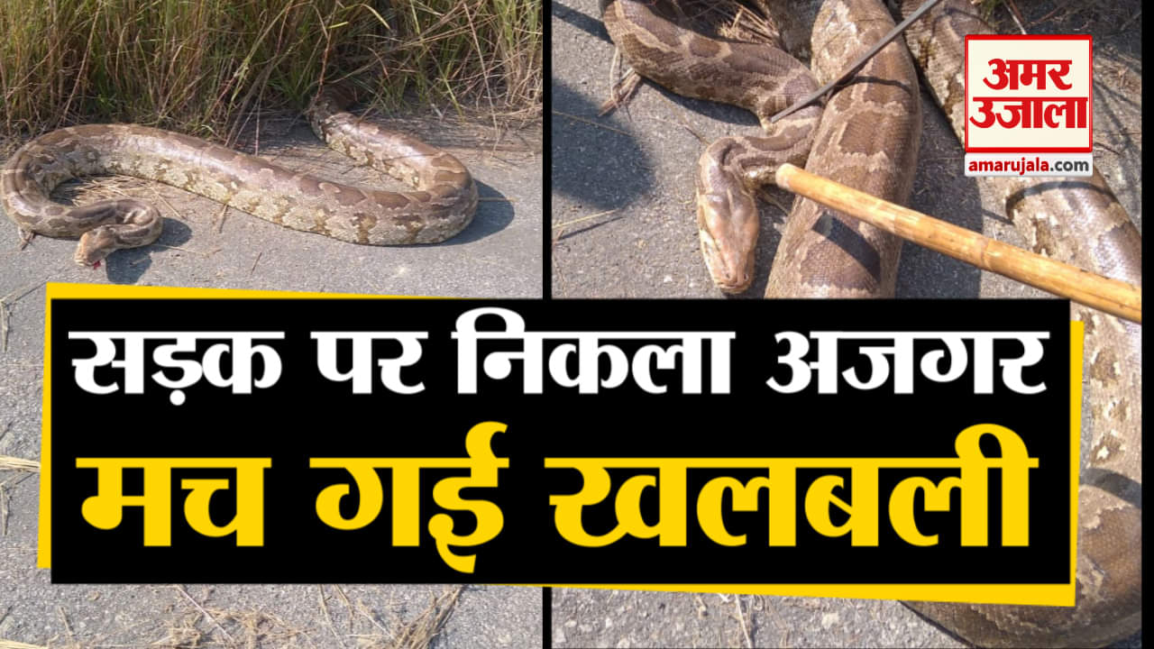 सड़क पर निकला अजगर, मच गई खलबली