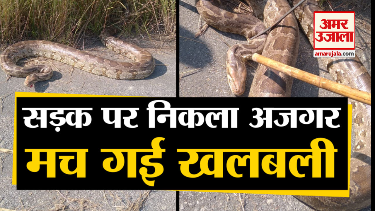 सड़क पर निकला अजगर, मच गई खलबली
