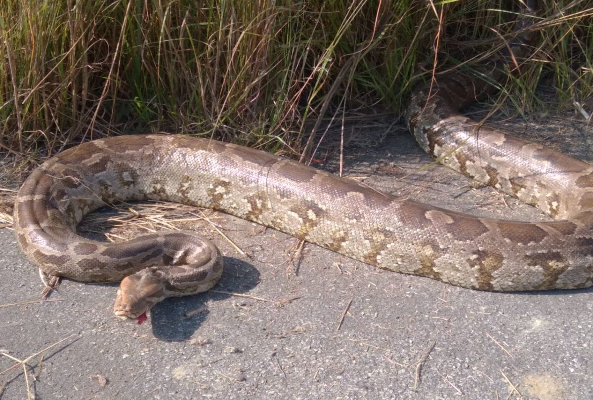 nilgai baby killed by python in firozabad