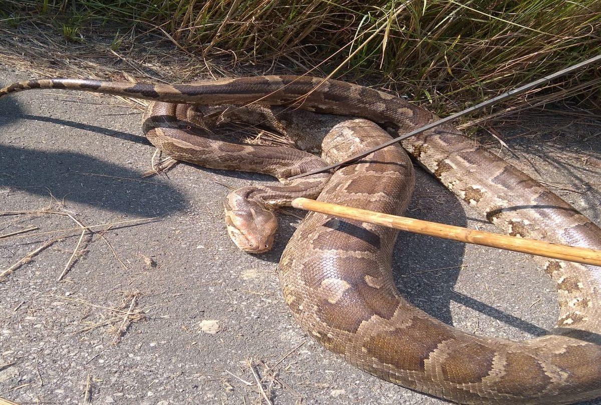 Huge Python On Road Van Vibhag Team Rescue