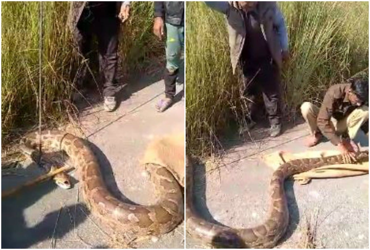 Huge Python On Road Van Vibhag Team Rescue