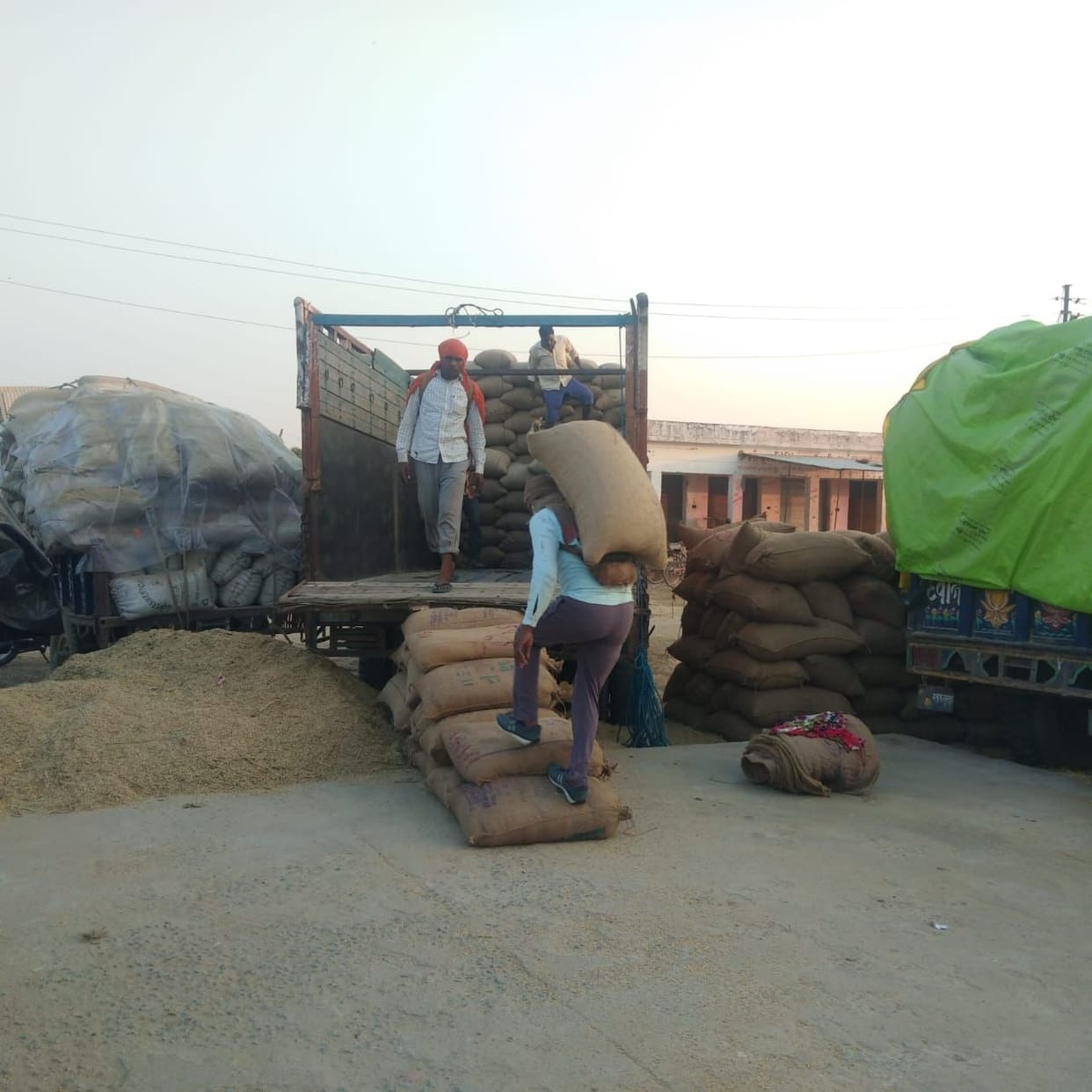 Instructions for fast paddy raising