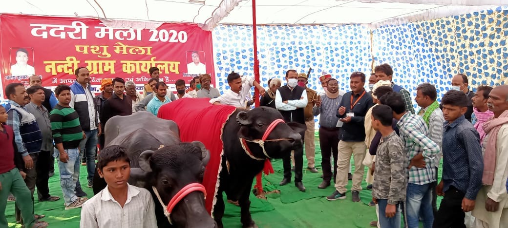 Crowds flocking to see the buffalo worth 22 lakhs at Dadri fair