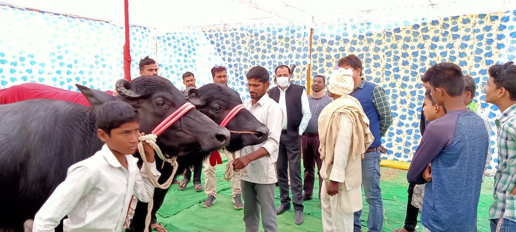 Crowds flocking to see the buffalo worth 22 lakhs at Dadri fair