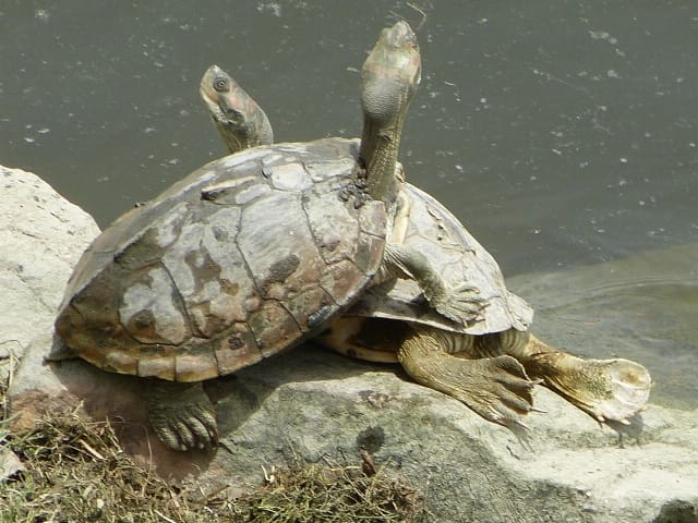 103 turtles will be used to clean Ganga