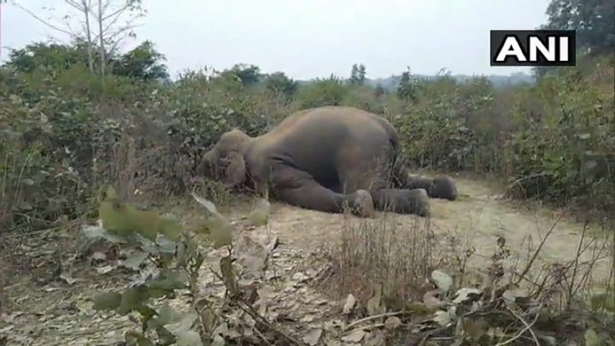 In Jharkhand a three year old elephant found dead in Palamu Tiger Reserve died after being separated from its herd