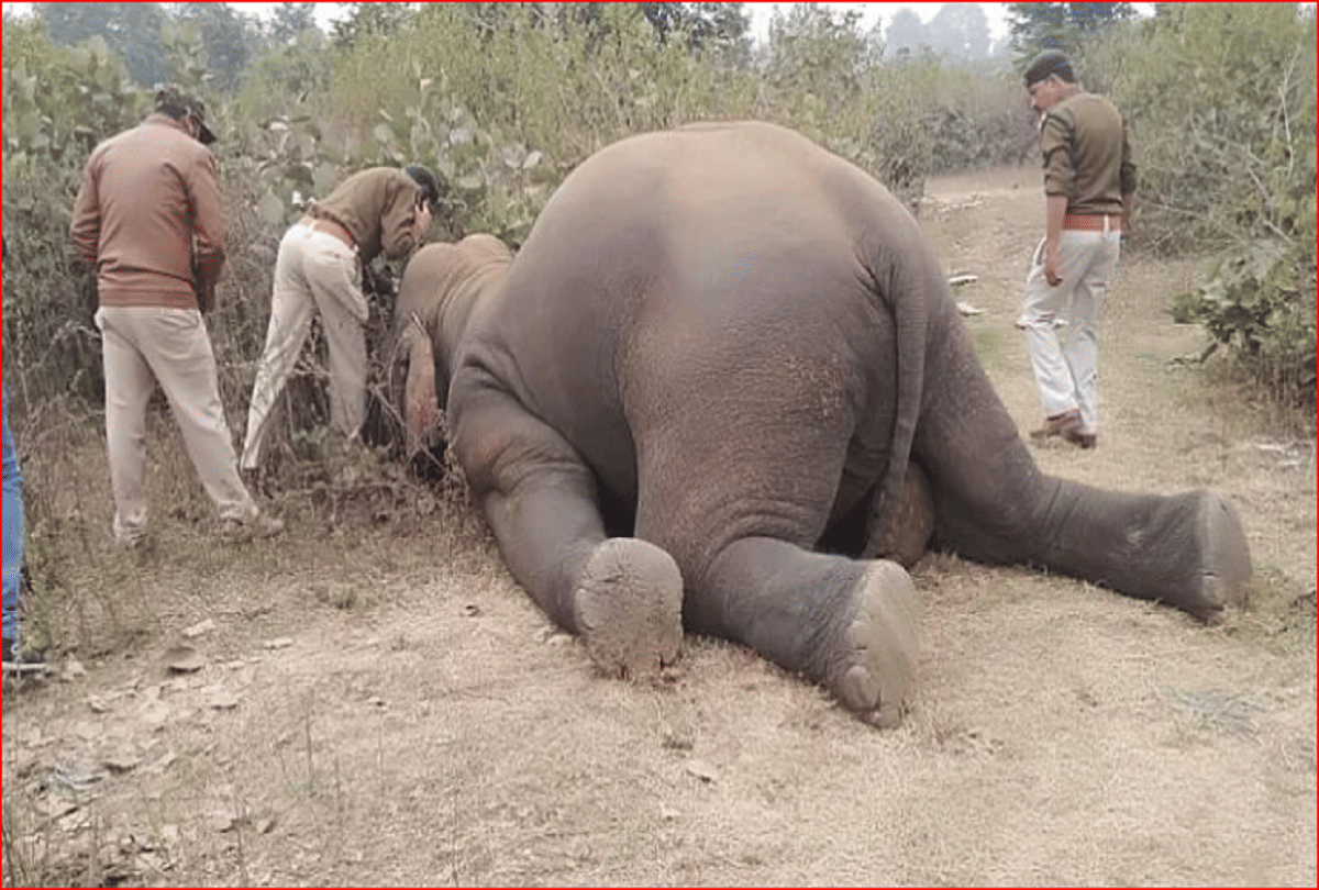 an elephant in kanha national park found dead due to electricity wire forest department