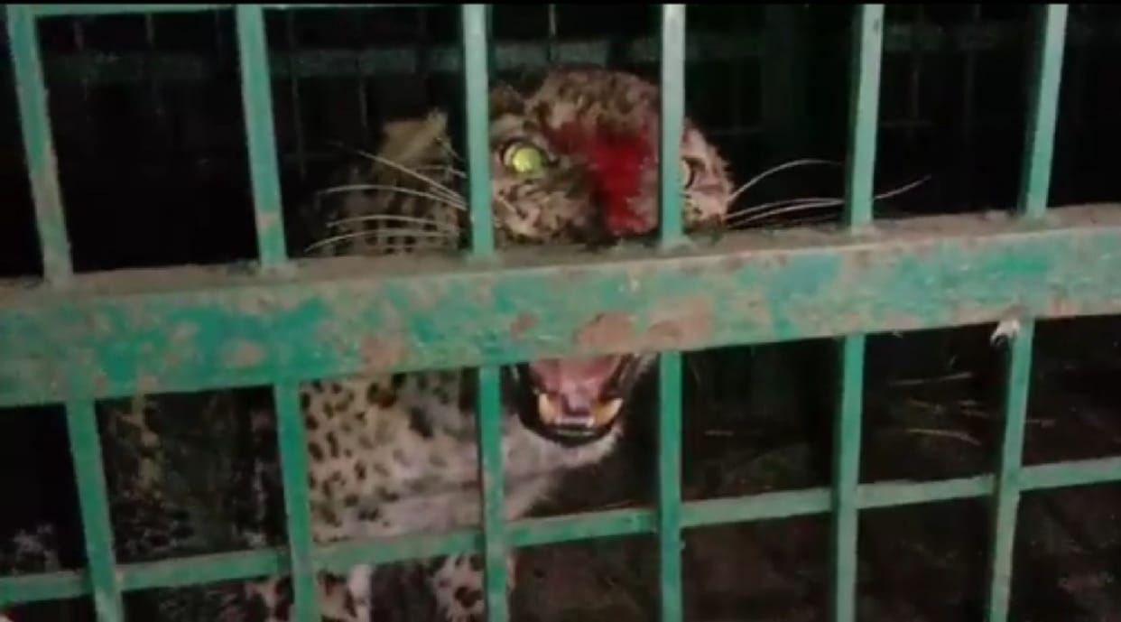 The second leopard caught in a cage in Golahna