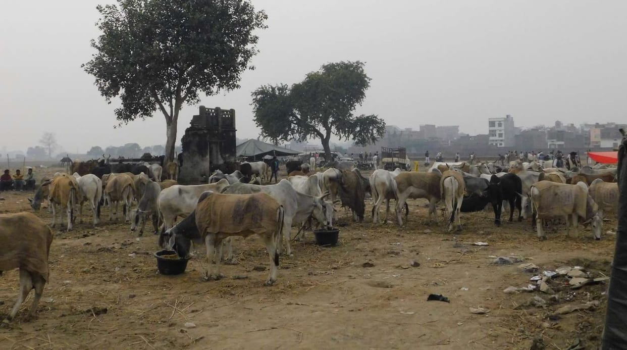 The arrival of milch animals increased the beauty of Dadri fair