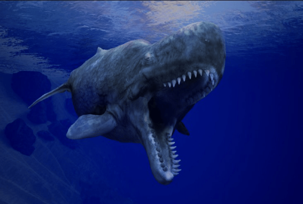 sperm whale teeth is so expensive only sells one tooth in millions