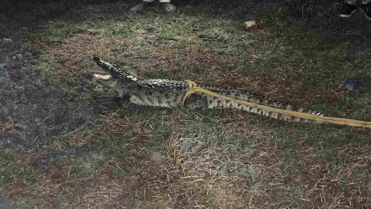 The crocodile created a stir, forest department team caught