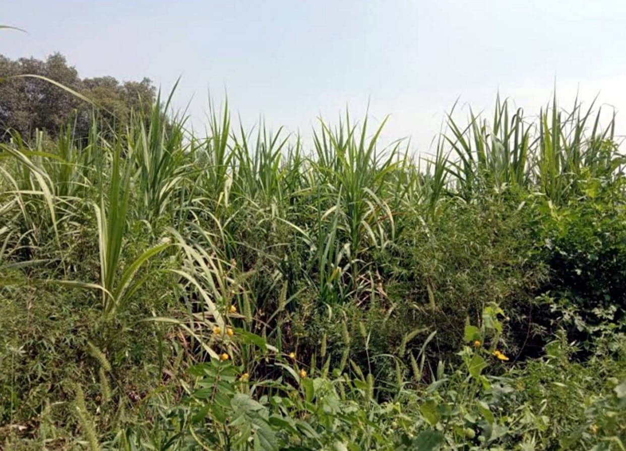 sugar cane