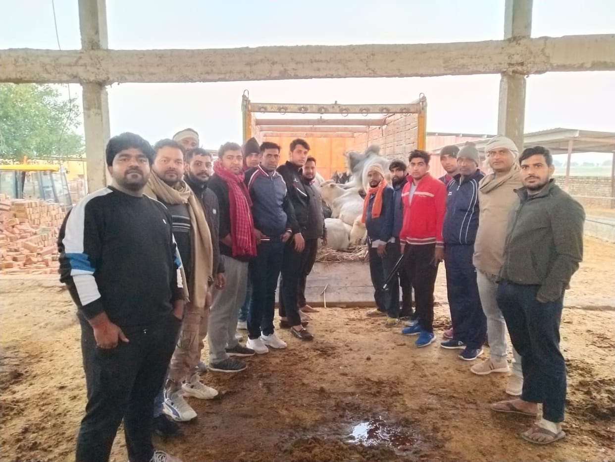 Trafficker absconded from 16 cow dynasty