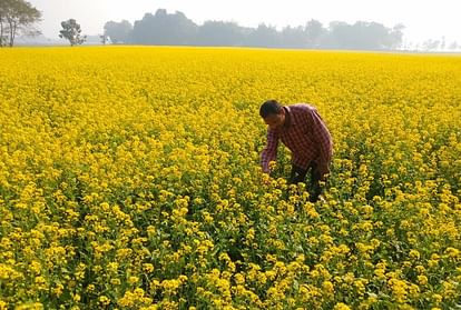 Fog In Hurmful For Crops - Sambhal News - कोहरा और पाला बन सकता है आलू व सरसों की फसल के लिए परेशानी, गेंहू को नहीं कोई हानि