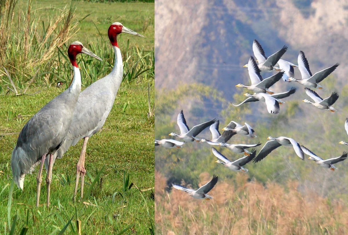 Himachal News: migratory birds sarus crane in una kangra and sirmour