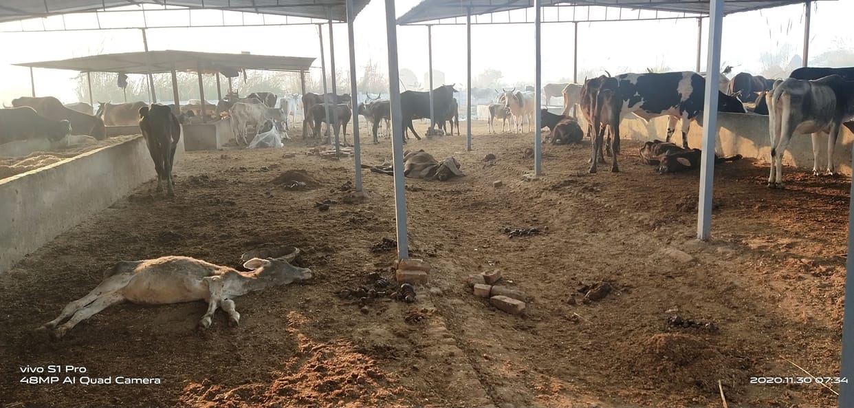 Two bovine died in cowshed, four sick
