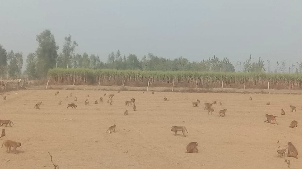 Terror of monkeys in fields after sowing wheat
