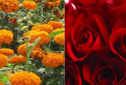Floriculture: सूबे में घट गया पुष्प उत्पादन का कारोबार, सिर्फ 262 हेक्टेयर में हो रही खेती himachal news: decline in flower cultivation area only 262 hectares land used for flower cultivation
