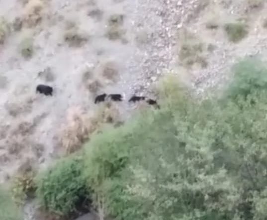 bear see in panela chamba people in fear