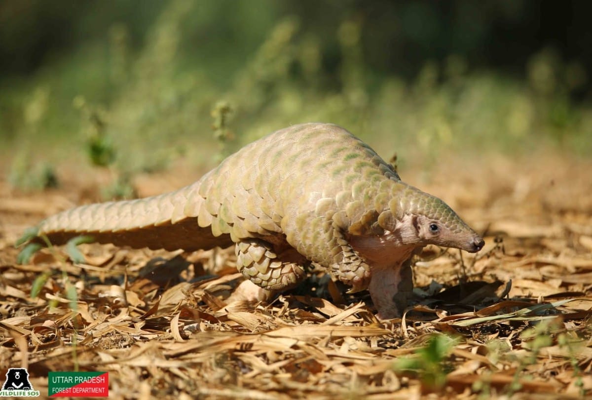 Wildlife SOS team rescues rare pangolin in agra
