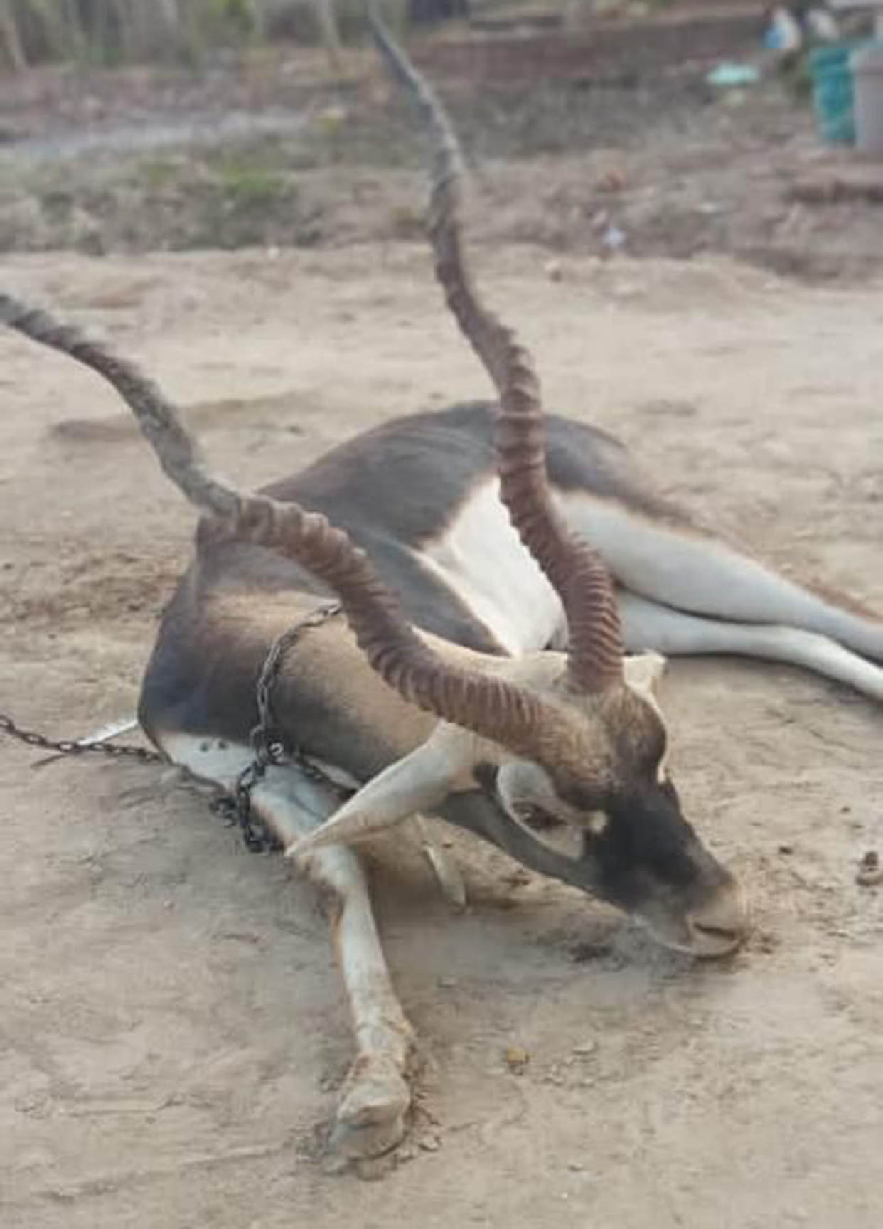 Blackbuck injured by dog attack