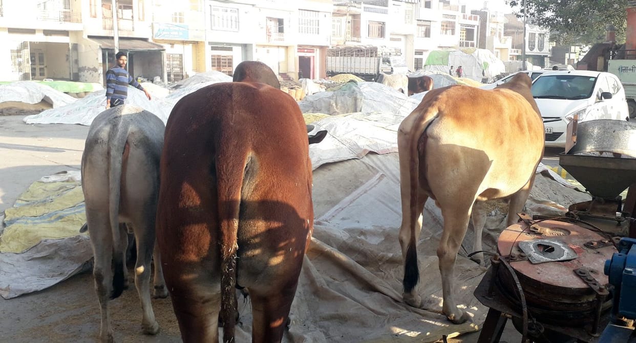 Losses to crops sold in unclaimed cattle market