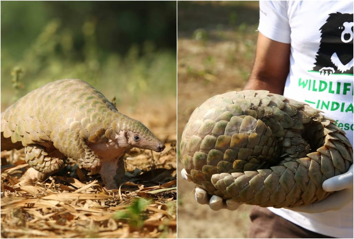 Wildlife SOS team rescues rare pangolin in agra