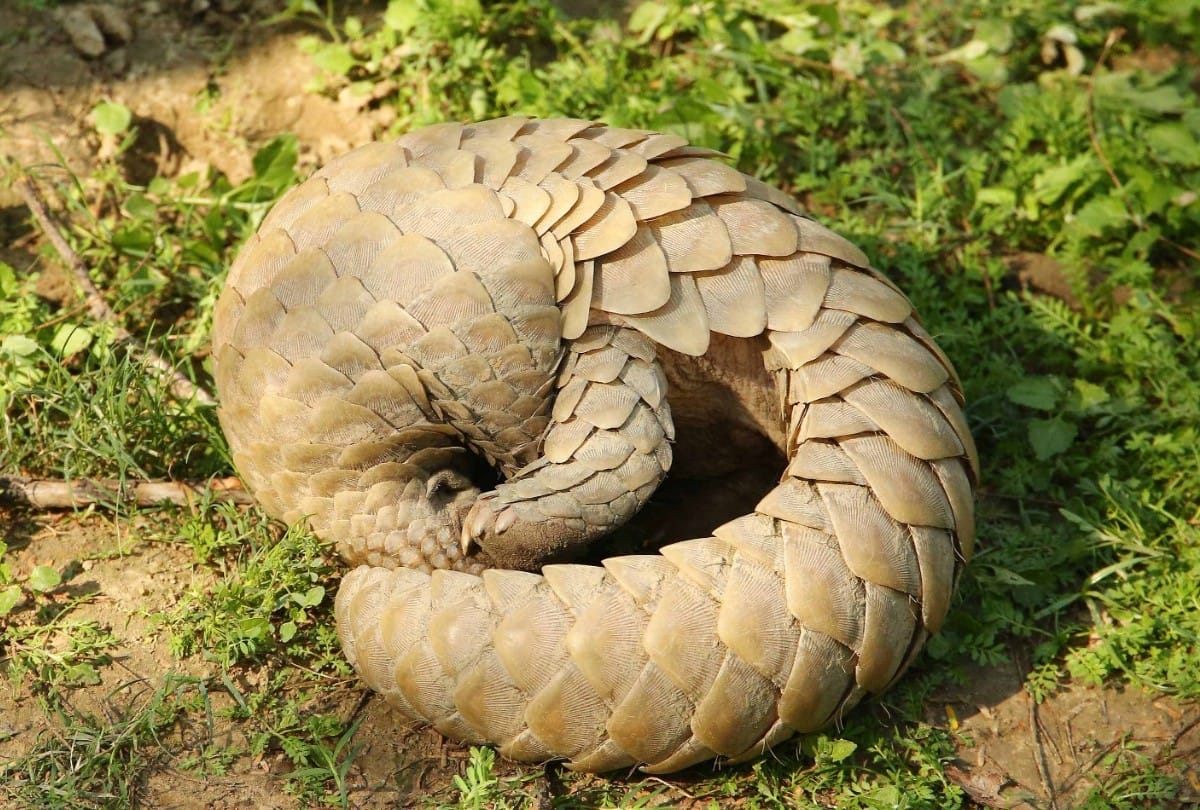 Wildlife SOS team rescues rare pangolin in agra
