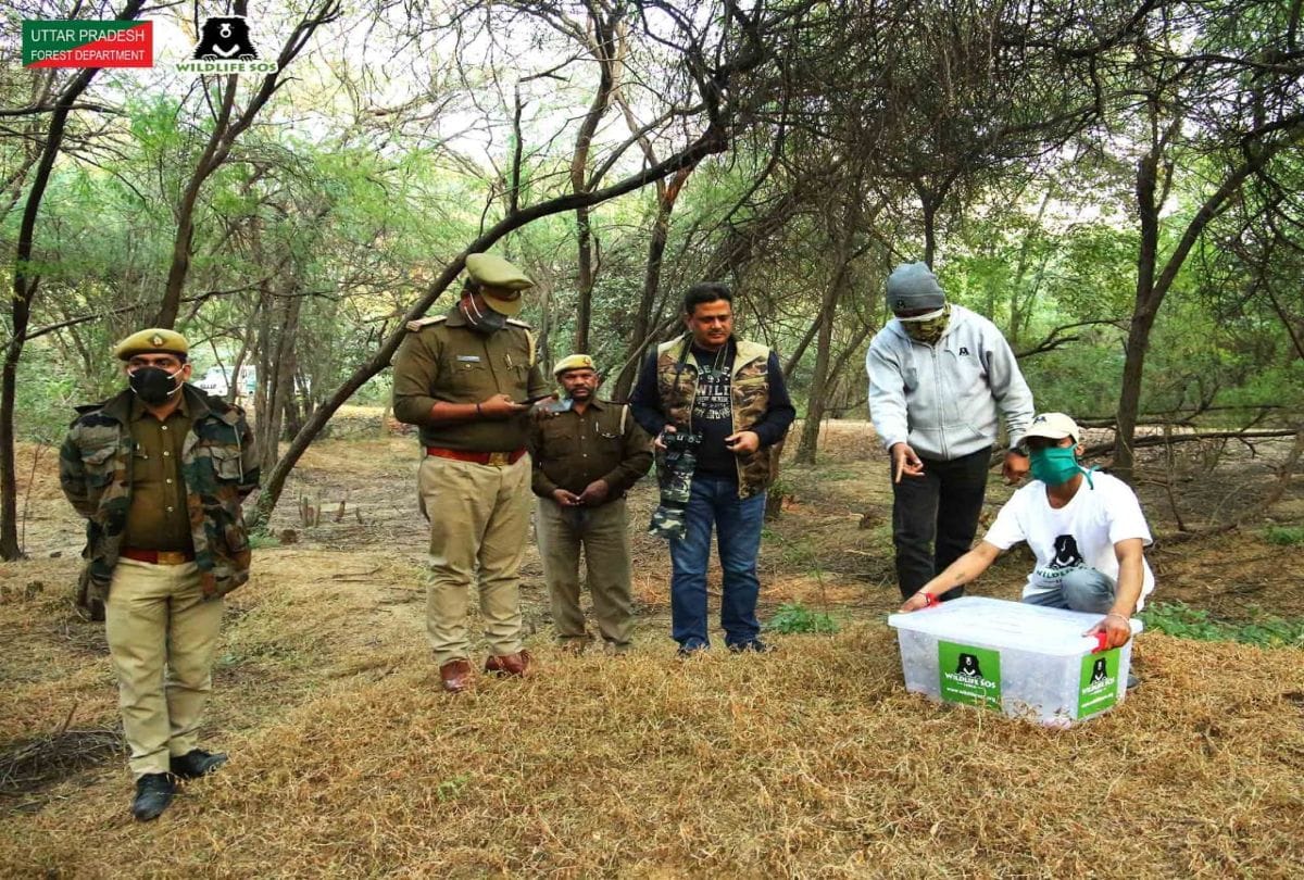Wildlife SOS team rescues rare pangolin in agra
