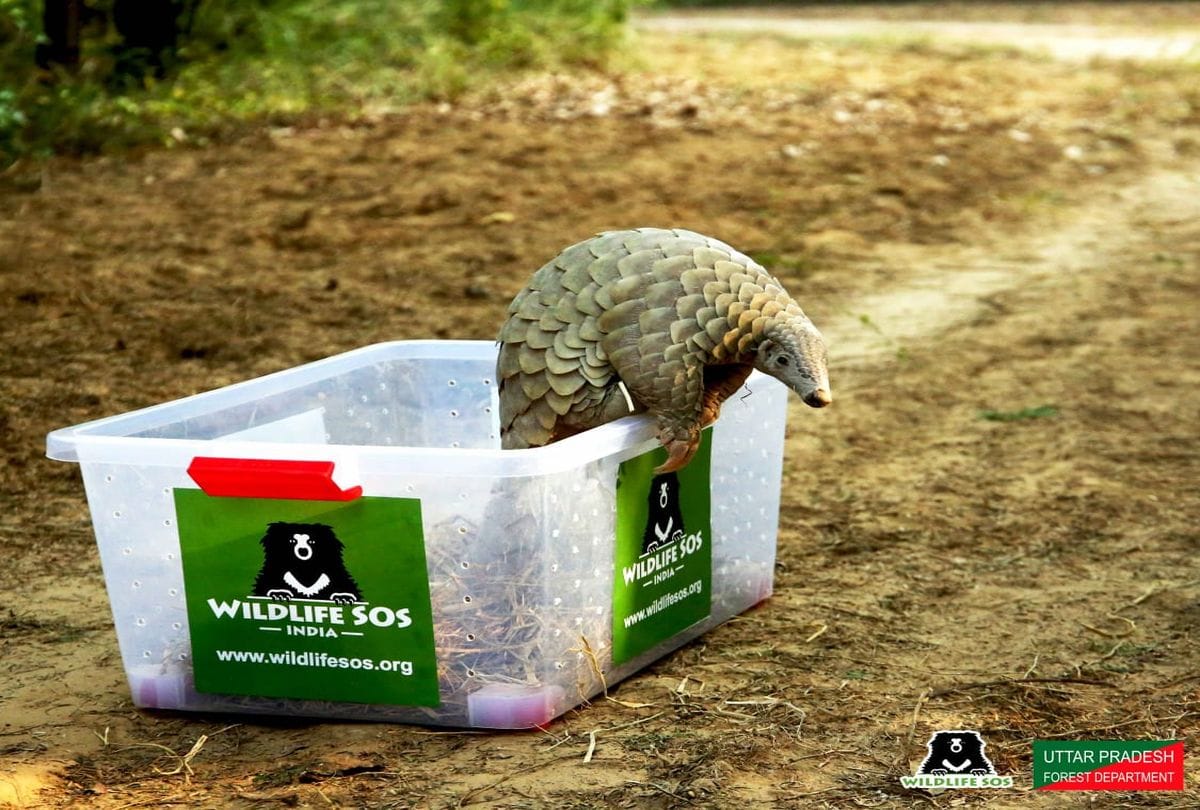 Wildlife SOS team rescues rare pangolin in agra