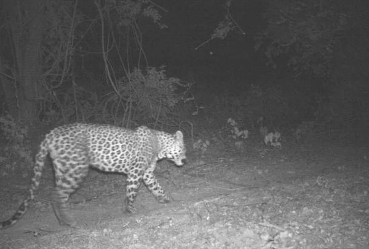 Night vision cameras installed to catch leopard
