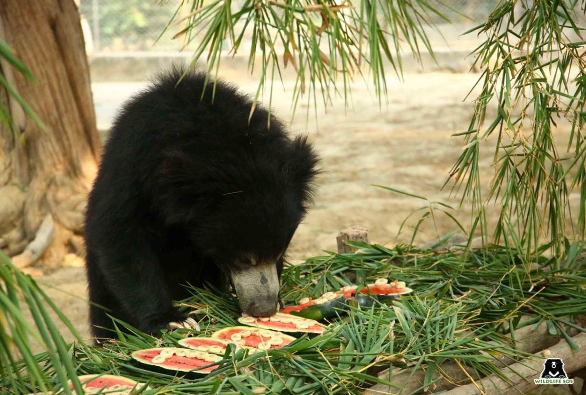 Bear entered In Sikkim Raj Bhavan Ate many chickens Latest News Update