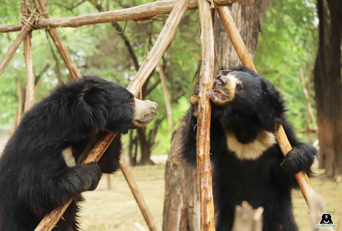 World Sloth Bear Day on 12 October  protection of rare bear will start from Agra