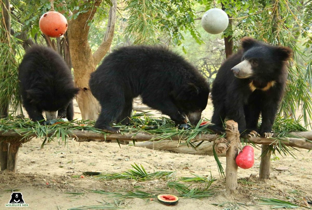 Bears Celebeate First Birthday Of Freedom Rascue From India Nepal Border