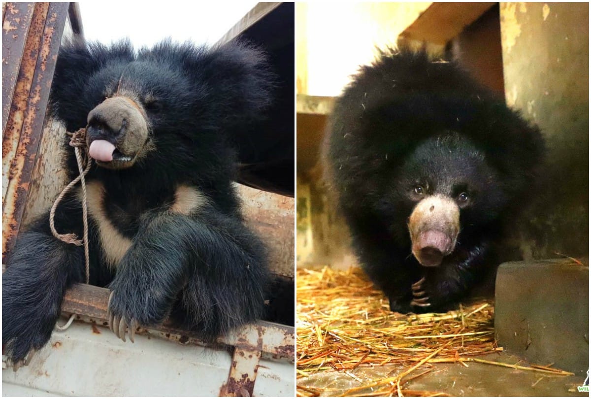 Bears Celebeate First Birthday Of Freedom Rascue From India Nepal Border