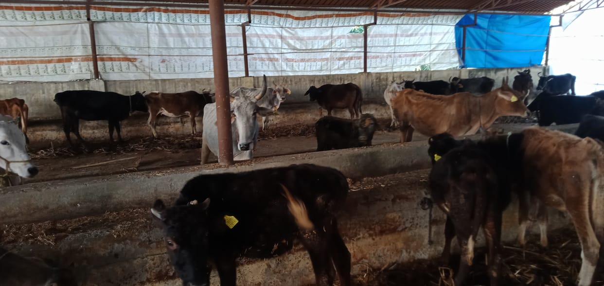 The heat is being given to the cow dynasty by starch, tarpaulin and halogen light