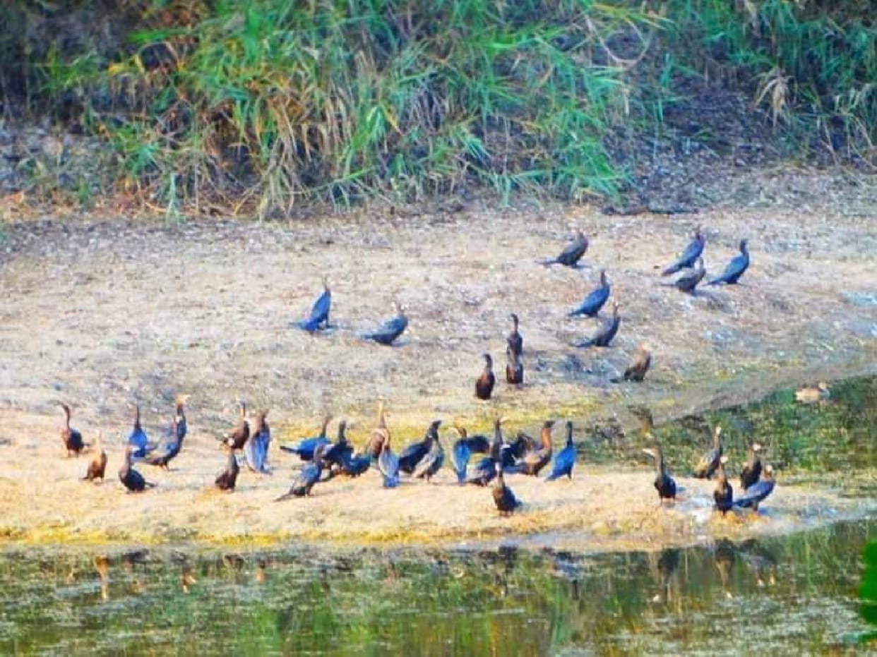 Foreign birds camp in Katarnia forest