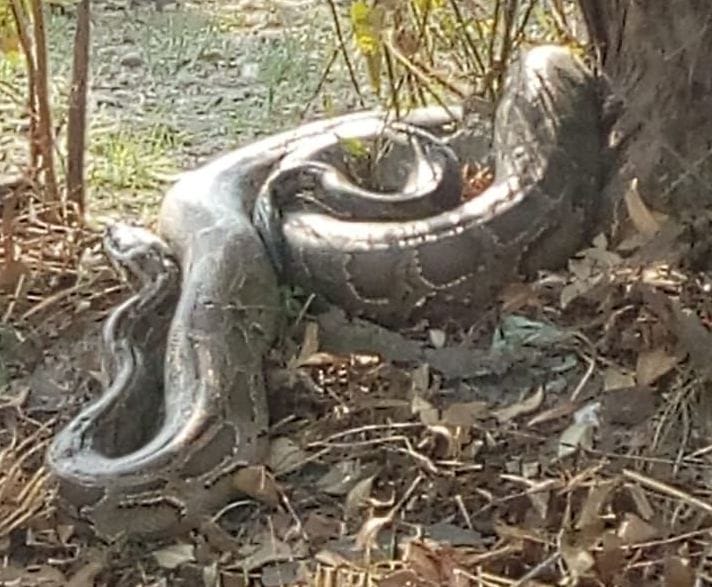 Python enters farm near population