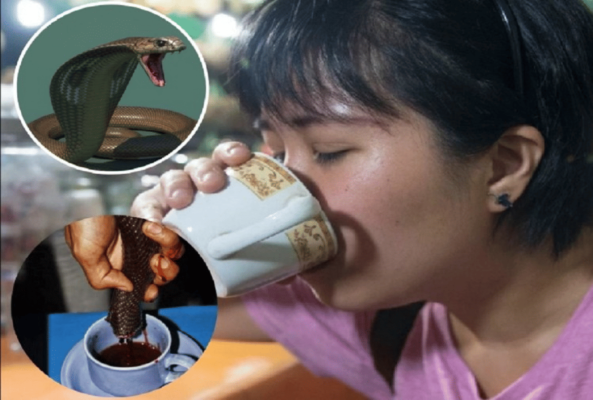 Indonesian Women Drink Cobra Snake Blood To Look Beautiful And Gorgeous