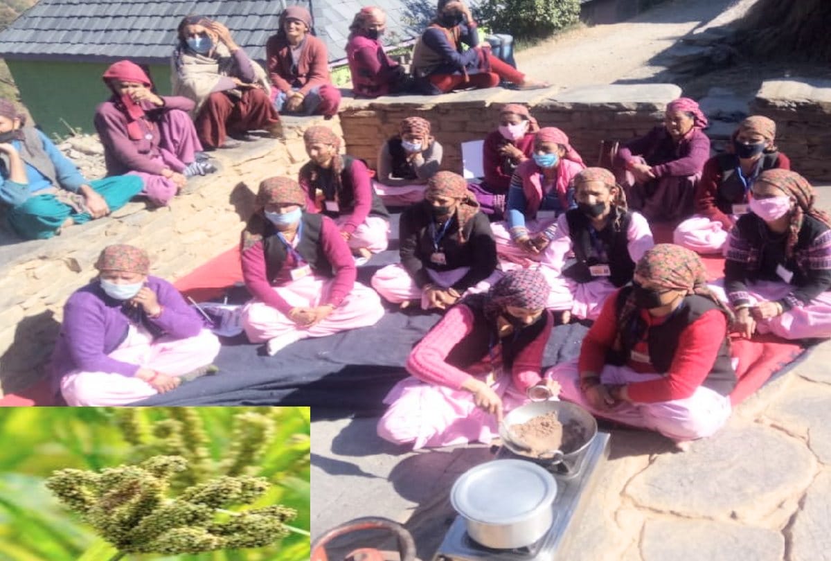 Kodra tea will increase the immunity of body during the coronavirus period, also beneficial for these patients