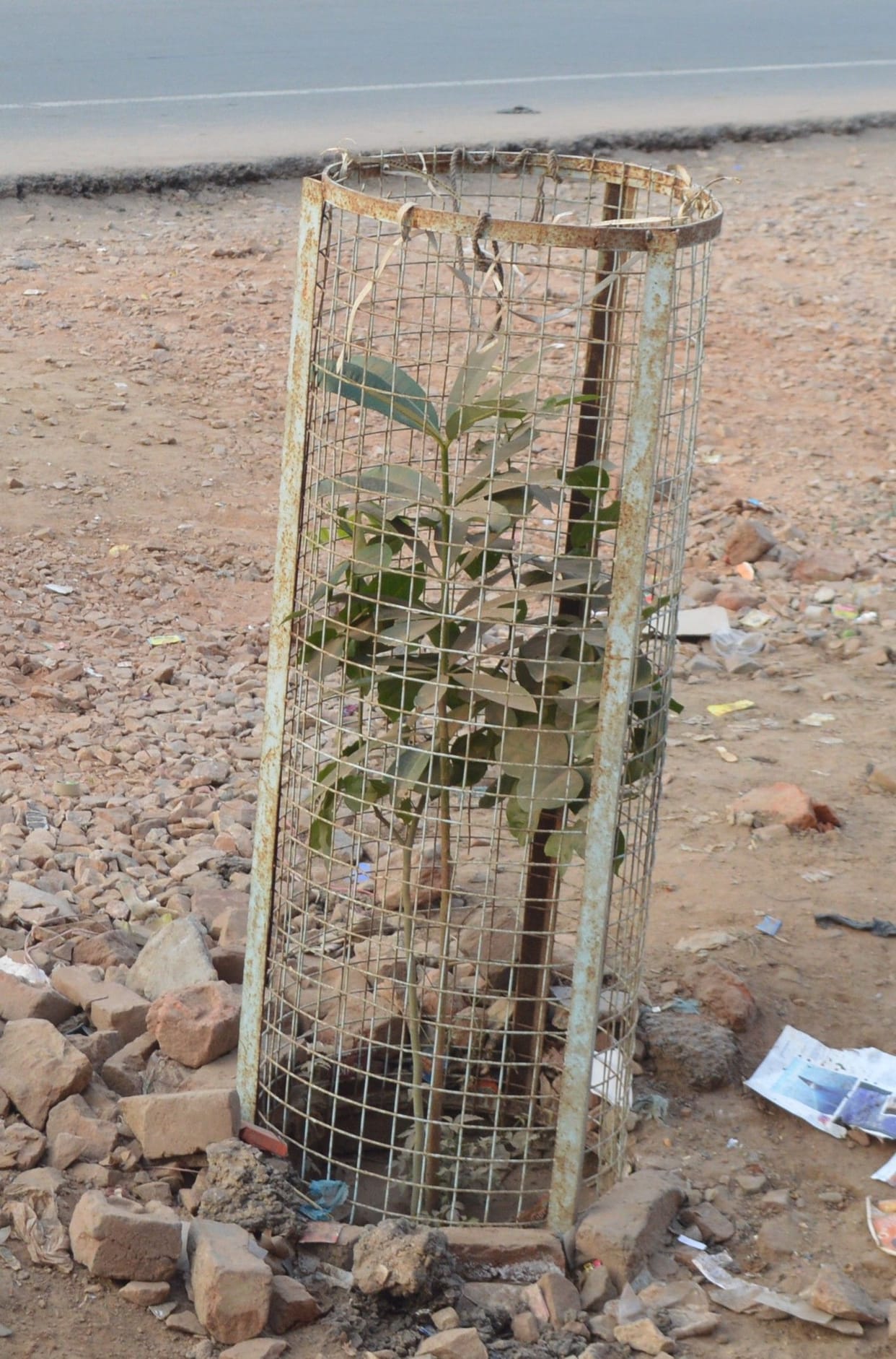 Hathras: 21 lakh plants in the district will be awakened by greenery